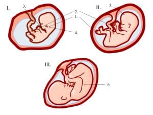 Hamilelikte Bebek ve Anne Gelişimi